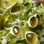 Perforated Ruffle Lichen
