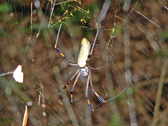 Spotting Image 1