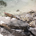 Green Iguana