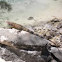 Green Iguana