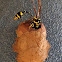 Mud Dauber or Mud Wasps