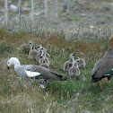 Magellan Goose