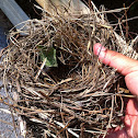 Birds Nest