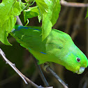 Blue-winged Parrotlet
