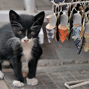 Babouche seller by Gabriel Catalin - Animals - Cats Portraits