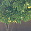 Grapefruit tree