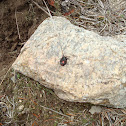 Black Widow Spider