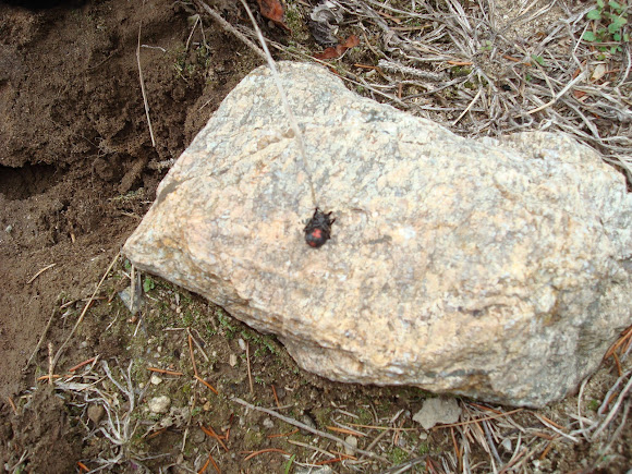 Spotting Image 1