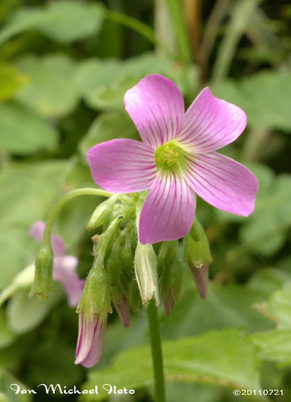 Spotting Image 1