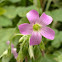 pink wood-sorrel