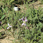 Ricotia lunaria