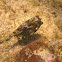 Honeycomb Cowfish