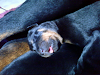 Subasto Urgente 7 Cachorros Rottwailes