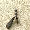 Termite courtship