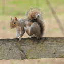 Eastern gray squirrel