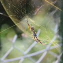 Golden orb weavers