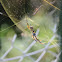 Golden orb weavers