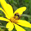 bee