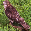 Red Tail Hawk eating a squirrel