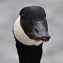 Canada Goose