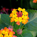 Shrub verbenas