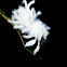 Flatid planthopper nymph