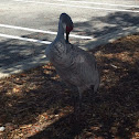 Sandhill Crane