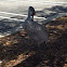Sandhill Crane