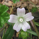 Buttonweed