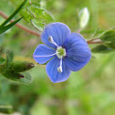 Brooklime