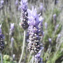 Lavanda
