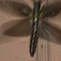 Dobsonfly