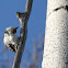 Hairy Woodpecker