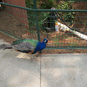 Common Peafowl