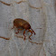 eikelboorder (Curculio glandium)