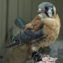American Kestrel