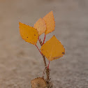 tiny cottonwood tree
