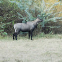 Nilgai (Nilgau). Blue bull