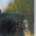 Thin-Legged Wolf Spider