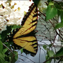 Eastern Tiger Swallowtail