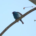 Indigo Bunting