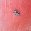 Jumping spider