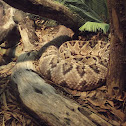 cascabel neotropical