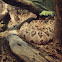 cascabel neotropical