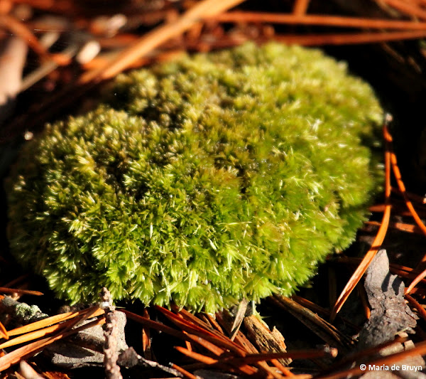 Pincushion moss Project Noah