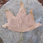 Large dead leaf