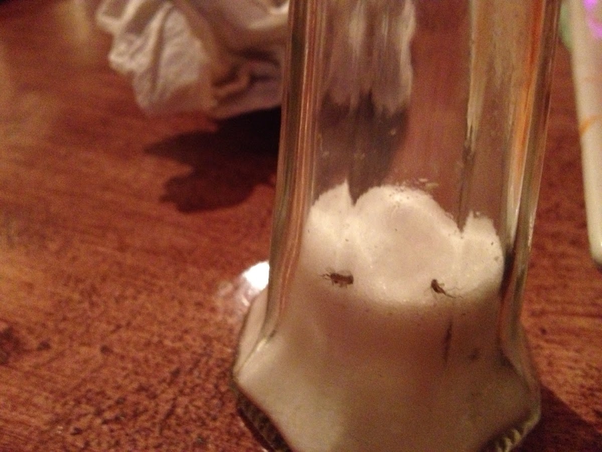 Bugs in the salt shaker at Struzzi's.