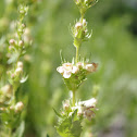 Hot-rock Penstemon
