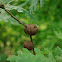 Oak marble galls
