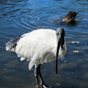 Australian White Ibis